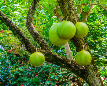 Apples growing on tree