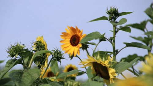 Close-up of yellow flowering sunflower plant against clear sky