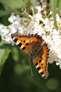 Close-up of butterfly on flower