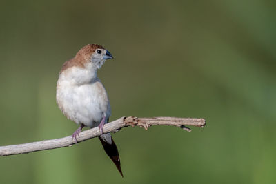 Close-up of bird perching on branch