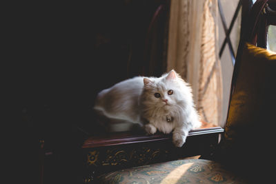 Close-up of cat sitting at home