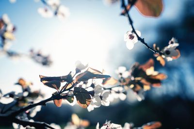 Low angle view of flowering plant against sky