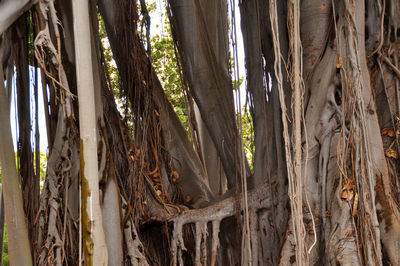 Low angle view of bamboo trees in forest