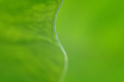 Close-up of green plant