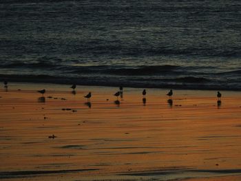 Birds on beach