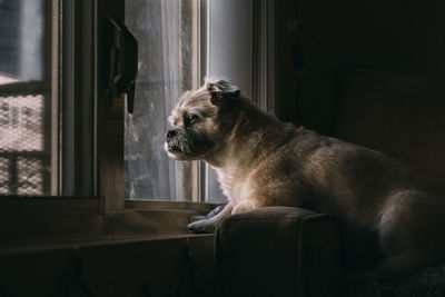 Dog looking away while sitting on door