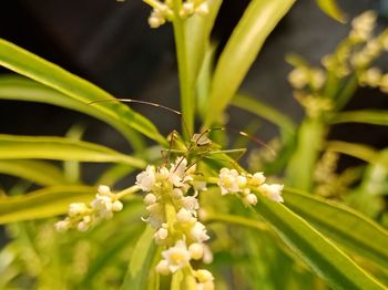 Close-up of insect on flower