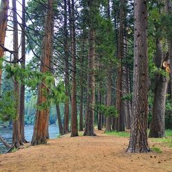 Trees in forest