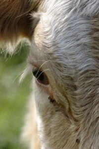 Close-up of a cow