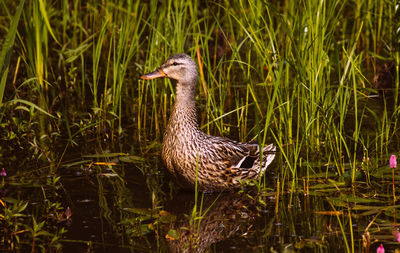 Female mallard duck by grass on lake