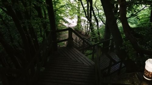 View of trees in forest