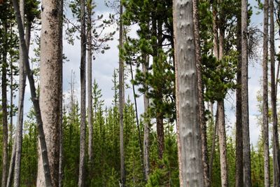 Pine trees in forest