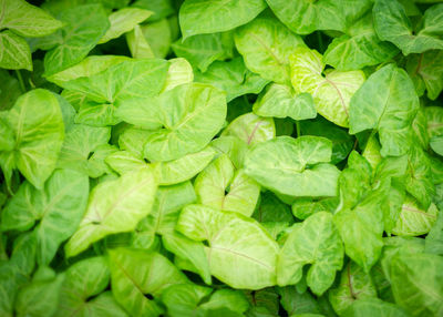 Full frame shot of green leaves