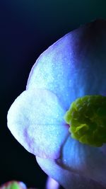 Close-up of blue flower against black background