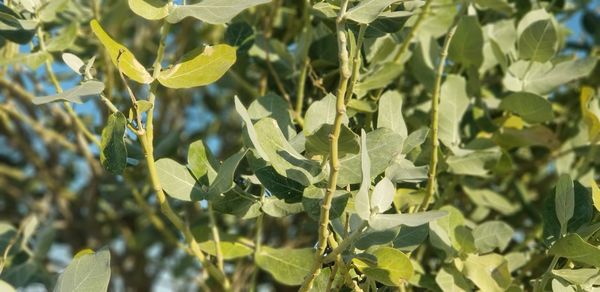 Close-up of fresh green plant