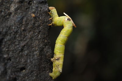 Close-up of lizard on tree trunk