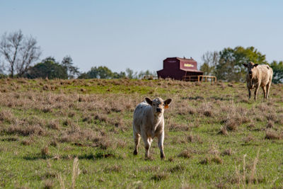 Horses in a field