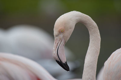 Close-up of swan in water