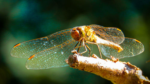 Close-up of dragonfly on leaf