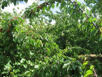 Low angle view of plants