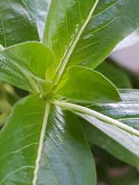 Close-up of fresh green plant