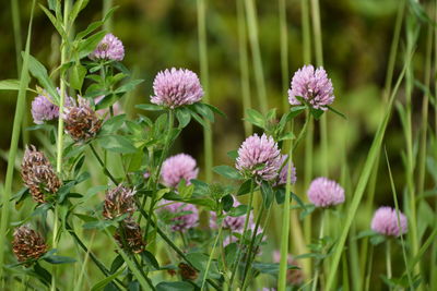 Close-up of pink flowering plants