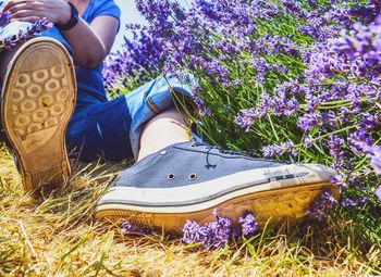 Low section of person standing on purple flowering plants