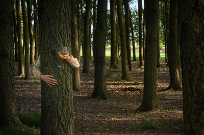 View of trees in forest