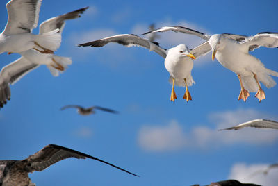 Low angle view of seagulls flying against sky