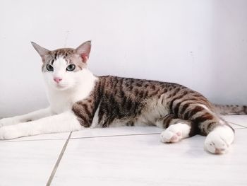 Portrait of cat lying on floor