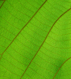 Green cell structure texture of nature leaf backgroun