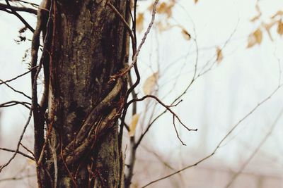 Close-up of bare tree