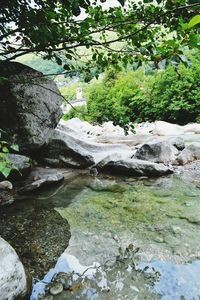 Scenic view of river amidst trees