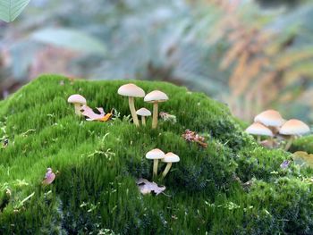 Close-up of mushrooms growing on field