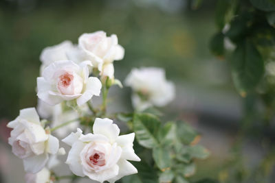 Close-up of white roses