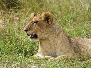 Lion relaxing on grass