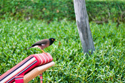 Close-up of bird perching on grass