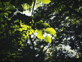 Low angle view of tree