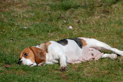 View of a dog resting on field