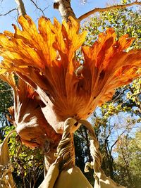 Close-up of flower tree