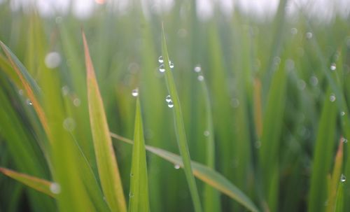 Close-up of wet grass on field during rainy season