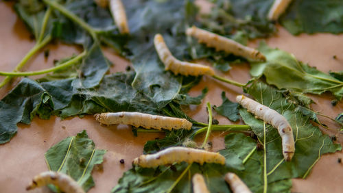 Close-up of chopped fruits on leaves