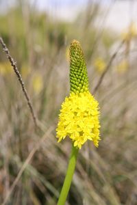 Close-up of yellow flowering plant on land