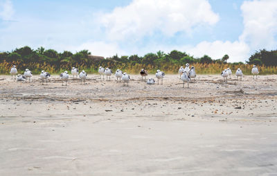 Flock of birds on beach