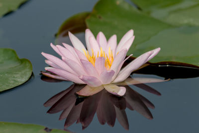 Close-up of lotus water lily in lake