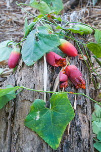 Close-up of vegetables on tree