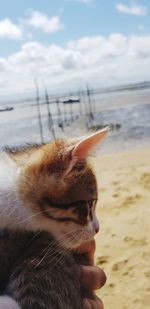 Close-up of a cat hand