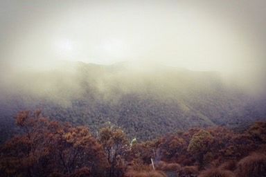 TREES IN FOGGY WEATHER