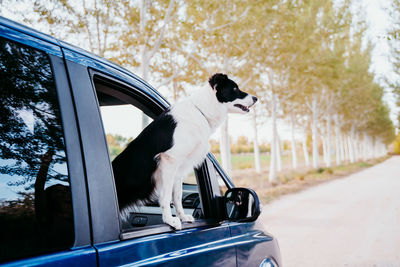 Dog looking through car windshield