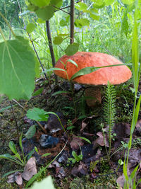 Close-up of mushroom growing on tree